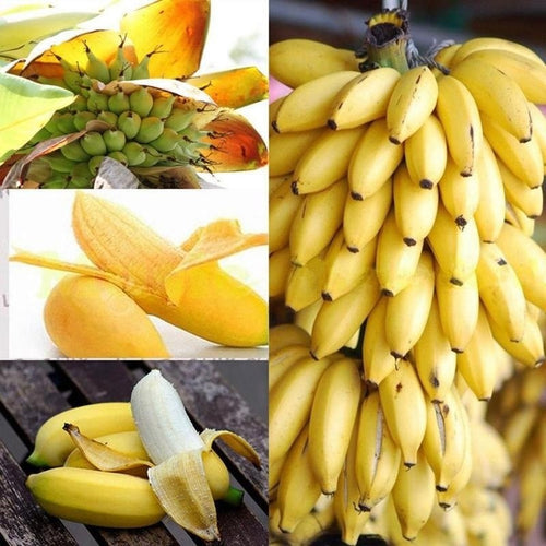 Mini Banana
