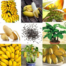Load image into Gallery viewer, Mini Banana